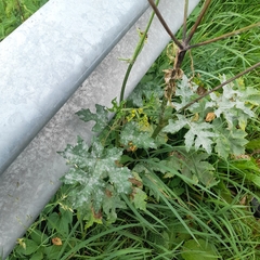 Heracleum sphondylium sibiricum