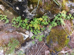 Aleuritopteris argentea