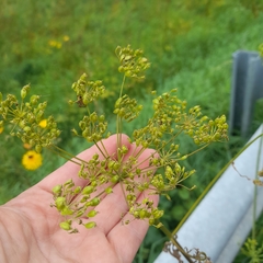 Heracleum sphondylium sibiricum