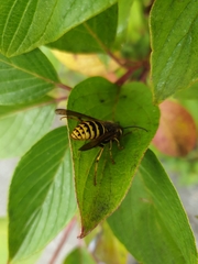 Vespinae