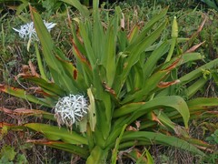 Crinum pedunculatum
