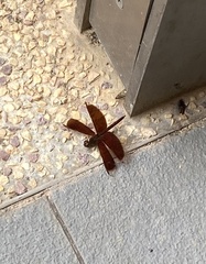 Neurothemis fluctuans