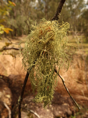 Usnea