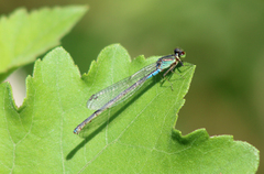 Erythromma viridulum