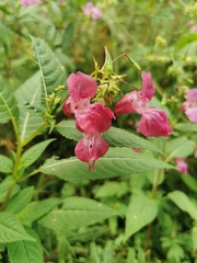 Impatiens glandulifera