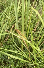 Crocothemis servilia