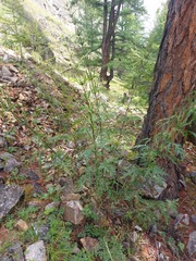 Urtica cannabina