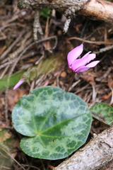 Cyclamen purpurascens