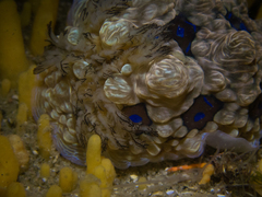 Dendrodoris krusensternii