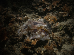 Dendrodoris krusensternii