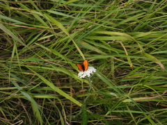 Lycaena virgaureae