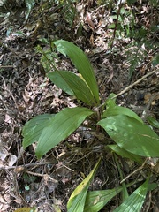 Calanthe triplicata