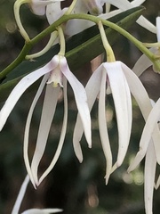 Dendrobium aemulum