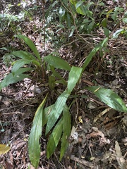 Calanthe triplicata