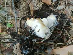 Amanita junquillea