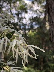 Dendrobium aemulum