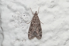 Eudonia lacustrata