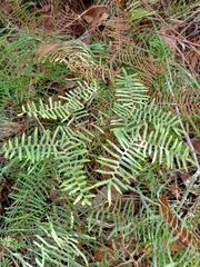Gleichenia rupestris