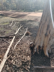 Tachyglossus aculeatus acanthion