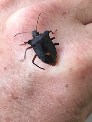 Pentatoma rufipes