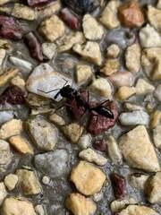 Odontomachus simillimus