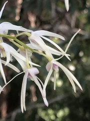 Dendrobium aemulum