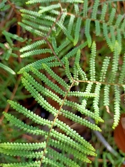 Gleichenia rupestris