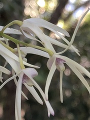 Dendrobium aemulum