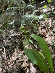 Calanthe triplicata