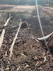 Tachyglossus aculeatus acanthion