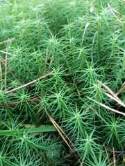 Polytrichum formosum