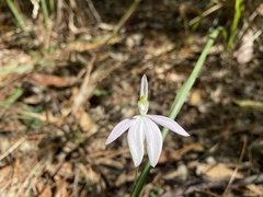 Caladenia catenata