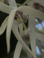 Dendrobium aemulum