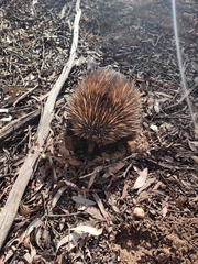 Tachyglossus aculeatus acanthion