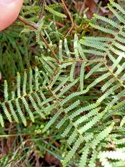 Gleichenia rupestris