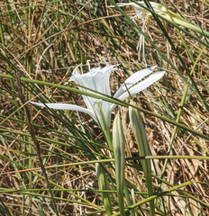 Pancratium maritimum