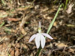 Caladenia catenata