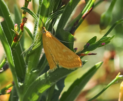 Sitochroa verticalis