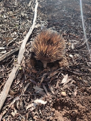 Tachyglossus aculeatus acanthion