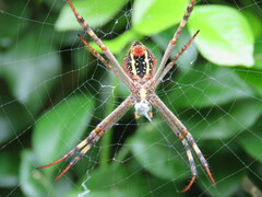 Argiope keyserlingi