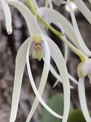 Dendrobium aemulum