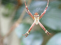 Argiope keyserlingi