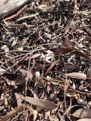 Caladenia saccharata