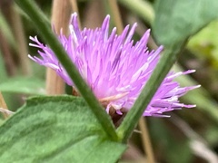 Centaurea
