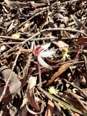 Caladenia saccharata