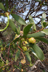 Sydney Golden Wattle (Acacia longifolia)