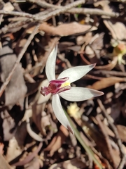 Caladenia saccharata