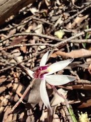Caladenia saccharata