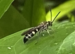 Phalerimeris phalerata