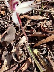 Caladenia saccharata